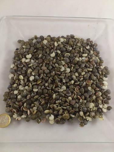 Black umbonium 200 gr.